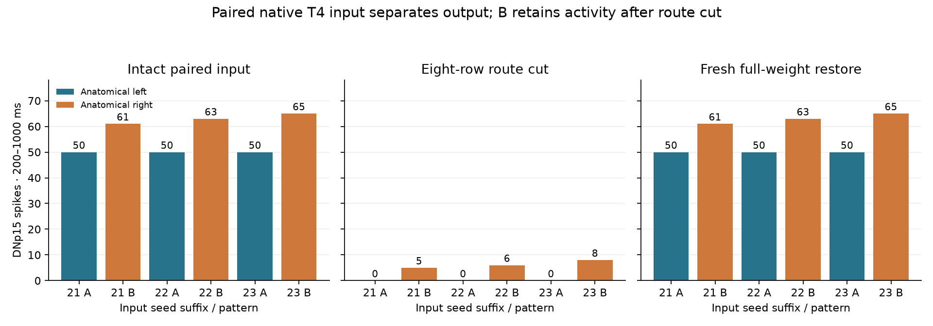 Anatomical DNp15 outputs for intact paired T4 input, the eight-row cut and fresh restoration across three seeds.